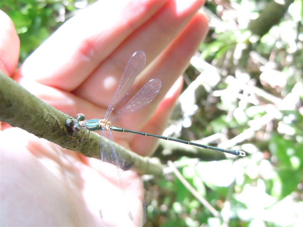 Chalcolestes viridis?    no, Chalcolestes parvidens